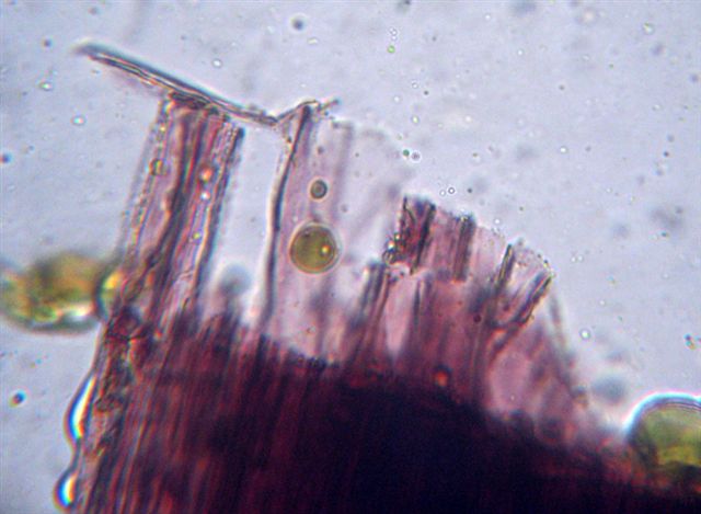 Mycena dal lungo gambo con micro delle spore